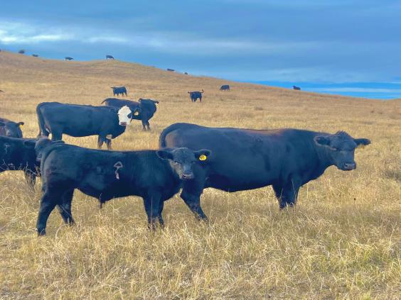 Round Up Cattle Company